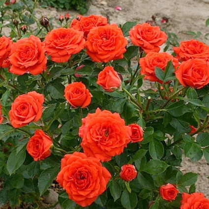 Роза миниатюрная Оранж Джувел